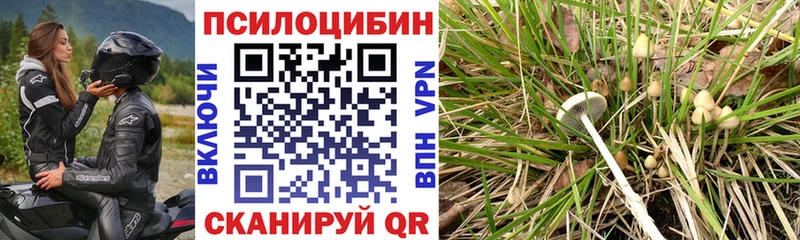 наркошоп Пудож Псилоцибиновые грибы Cubensis